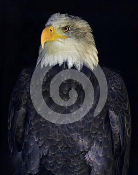 Bald eagle portrait isolated on a black background