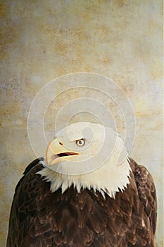 Bald eagle portrait