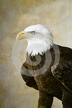 Bald eagle portrait