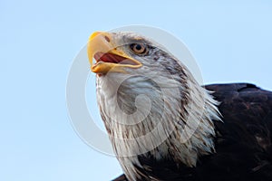 Bald eagle portrait