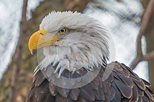 Bald eagle portrait taken at a zoo