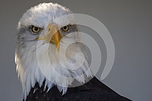 Bald Eagle Portrait