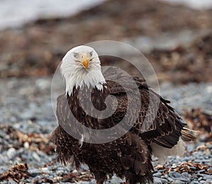 A bald eagle poses with nictitating eyelids