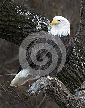 Bald Eagle posing in tree closeup