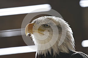 Bald Eagle bird photo