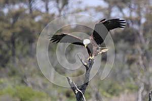 Bald Eagle - Precision Landing