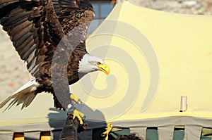 bald eagle, a predatory bird or bird of prey
