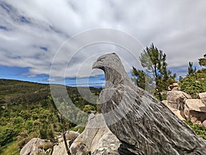 bald eagle, a predatory bird or bird of prey