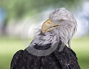 Bald eagle preening