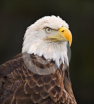 Bald Eagle in Profile