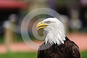 Bald Eagle profile beak open