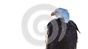 Bald Eagle Profile Portrait on White