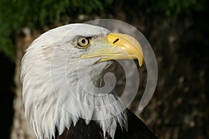 Bald eagle