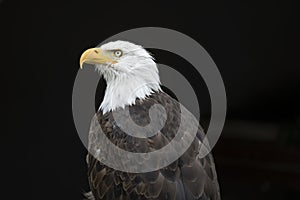 Bald Eagle proud gaze at nature park near Stuttgart, Germany