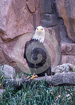 Bald eagle proudly strutting his stuff