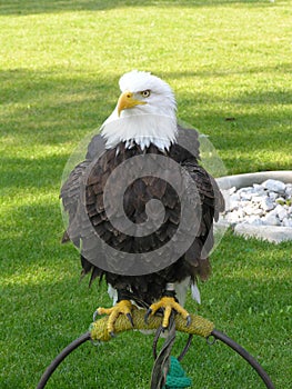 Bald Eagle Puffed Out