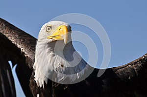 Bald eagle ready to soar