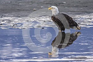 Bald Eagle With Reflection