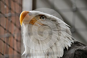 Bald Eagle in Rehabilitation Center