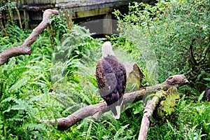 Bald Eagle is resting