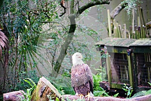 Bald Eagle is resting