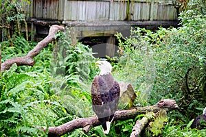 Bald Eagle is resting