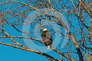 Bald eagle resting on a branch