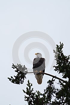 Bald eagle resting on a branch