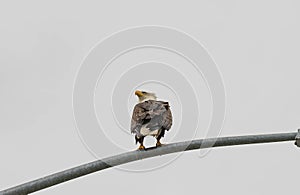 Bald eagle resting on a streetlamp in Alaska