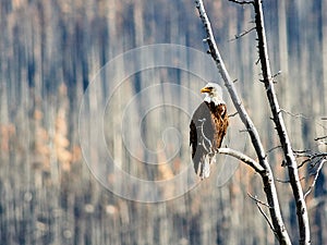 Bald eagle resting on a tree