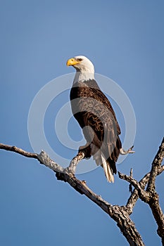 Bald Eagle resting on a tree branch