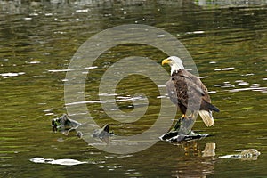 Bald Eagle in a river