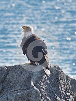 Bald Eagle on a rock