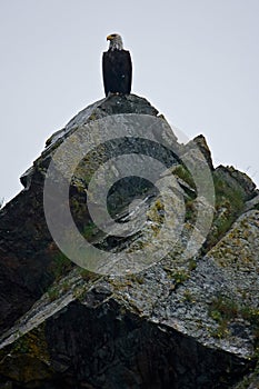 Bald Eagle on Rock Near Seward Alaska