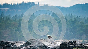 Bald Eagle on rocks at Victoria Bay, Vancouver Island, British Columbia, Canada