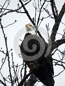 Bald Eagle at Salt Point Nature Preserve on Cayuga Lake FingerLakes