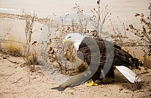 Bald Eagle in Sand