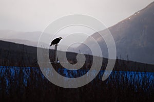 Bald Eagle Sand Point Alaska