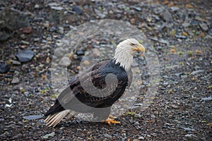 Bald Eagle in Sand Point Alaska