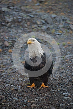Bald Eagle in Sand Point Alaska