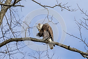Bald Eagle scratching her headin a tree