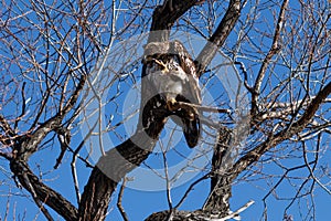 Bald eagle scratching his head, Juvenile phase