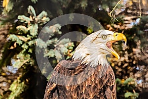 Bald Eagle Screeches in Warning