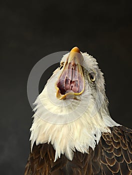 Bald Eagle Screeching