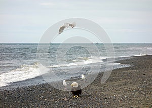 A bald eagle and seagulls in search of food as seen at low tide in alaska