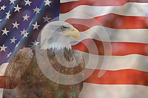 A bald eagle set against the United States of America flag, stars and stripes