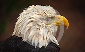 Bald Eagle Side Portrait