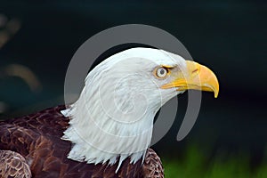 Bald eagle side on portrait