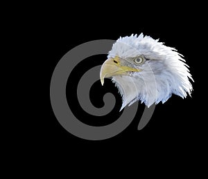 Bald eagle side view