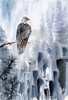 The bald eagle sits on a branch and looks around. Foggy landscape with pine trees and rocks. Hand drawn watercolors on paper